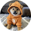 https://icon.gateimg.com/images/coin_icon/64/dog.png?v=1743408000