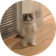 https://icon.gateimg.com/images/coin_icon/64/michi.png?v=1743408000